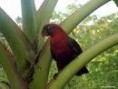 /album/lori-kardinalsky-cardinal-lory/lori-kardinalsky-2-jpg/